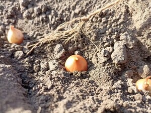 Зачем опытные дачники