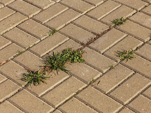 Посыпьте этим тротуарную плитку – и сорняки исчезнут до конца сезона. Простой метод без химии