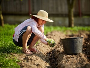 Названы сроки посадки картофеля. Советы от украинского эксперта