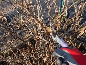 Обрежьте в марте эти ветки – и крыжовник обязательно даст щедрый урожай крупных и сладких ягод