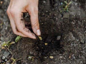 Эти два метода помогут определить, прорастут ли семена. Все просто и без лишних затрат