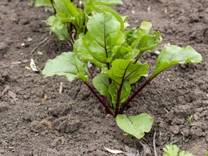 Сделайте это с семенами свеклы перед посевом. Корнеплоды будут расти ровными и вкусными