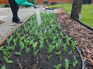Всего одна подкормка в марте – и тюльпаны долго будут радовать ярким цветением