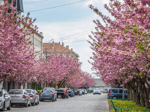 Когда в Мукачево в 2026 году зацветут сакуры. Названы точные даты и лучшие локации