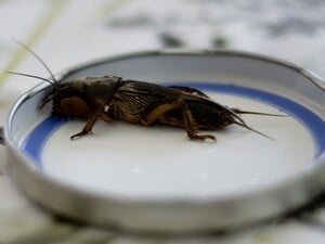 У медведки нет шансов испортить урожай. Пять методов борьбы с вредителем