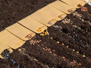 Посевной календарь на апрель. Что садить уже сейчас и когда ждать урожай – советы опытного фермера