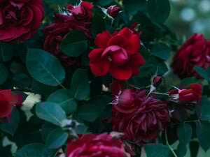 Розы, эустомы и другие цветы. Что не стоит высаживать на кладбище