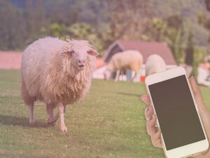 Мыши с востока против котов в Нацгвардии. Лучшие приколы, на которые многие купились 1 апреля