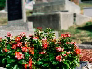 Какие цветы лучше посадить на кладбище. Названы разные варианты