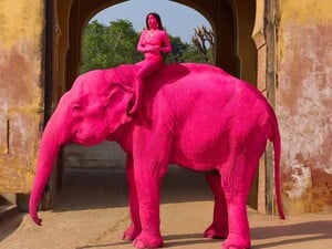 Ради прихоти россиянки в Индии покрасили 65-летнюю слониху. Животное скончалось