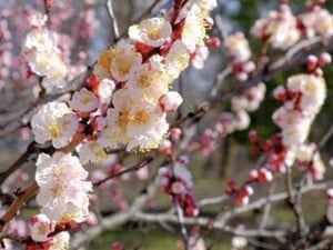 Абрикос каждый год обильно цветет, но без плодов – что вы делаете не так