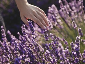 Пять растений, которые обрезают в апреле, – ошибка может стоить вам пышного цветения