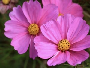 Семь цветов, которые быстро всходят, – посейте их сейчас в почву, и в июне сад станет яркой клумбой