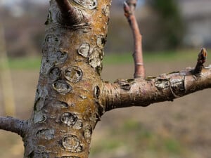 Обработайте этими препаратами сад по закрытым почкам – и он отблагодарит щедрым урожаем